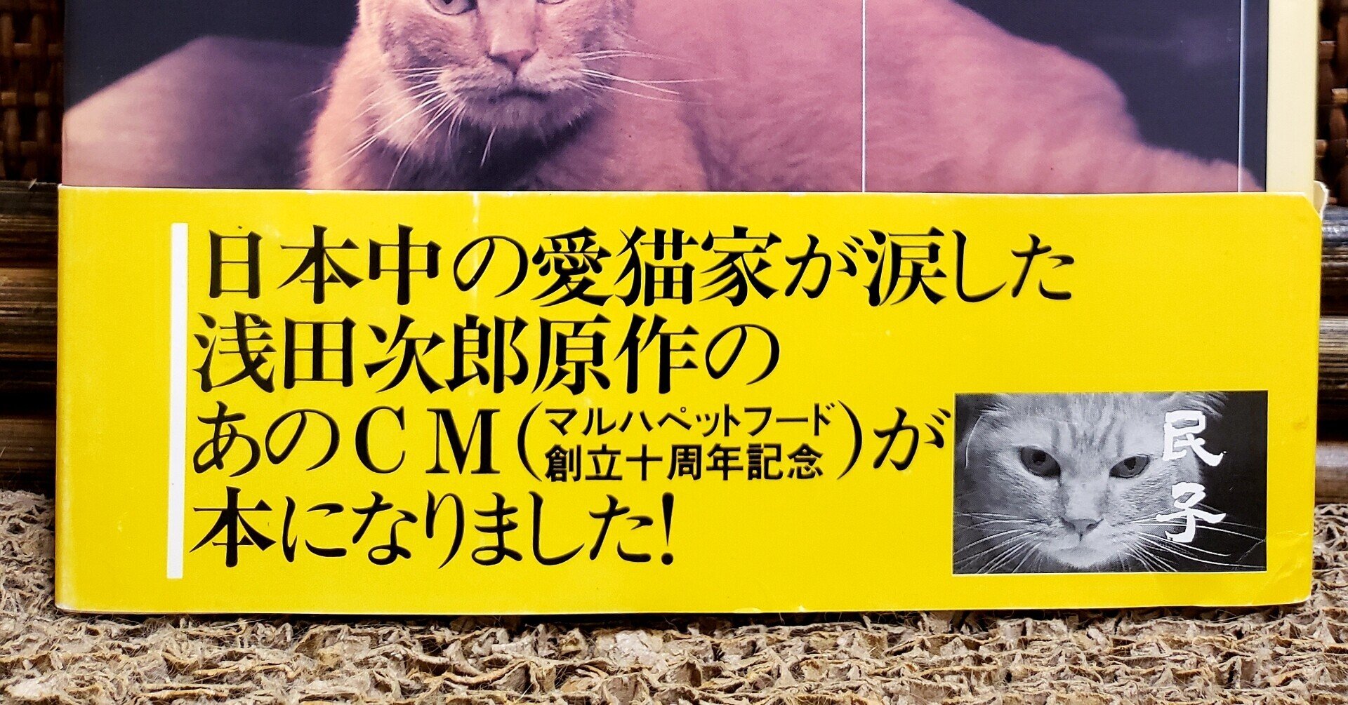 猫、いなくなる。その喪失感は失恋以上に手強い。マルハペットフードCM